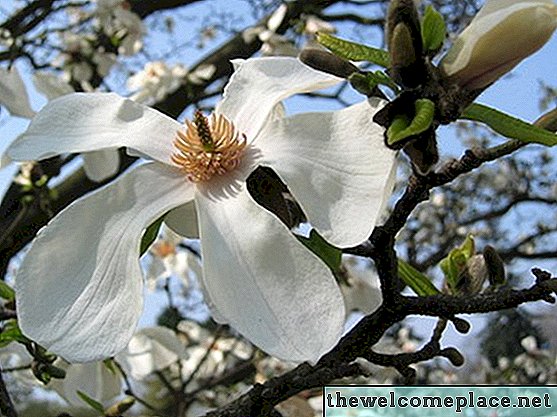 Árboles florecientes de Alabama