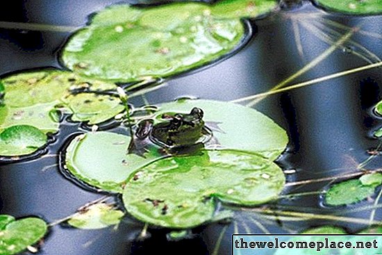 Algicide pour les étangs qui est sans danger pour les poissons et les grenouilles