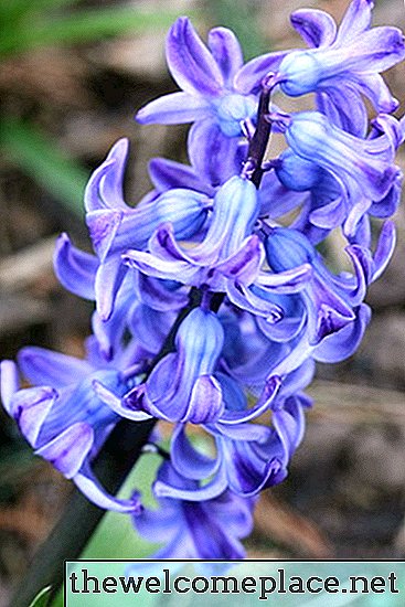Allergie voor hyacinten