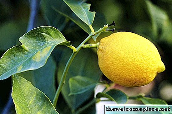 Limon ya da limon ağacı yaprakları yiyen hayvanlar