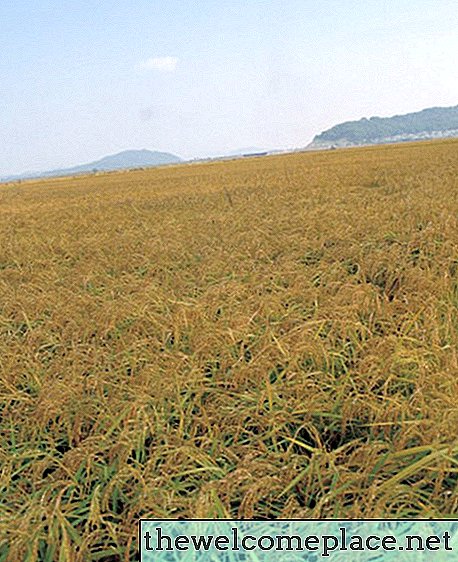Animaux qui mangent des champs de riz