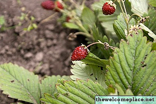 Hormigas y plantas de fresa