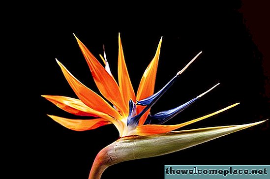 Ali so rastline Bird of Paradise strupene?