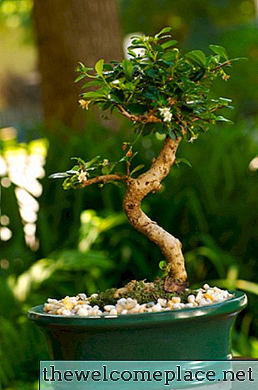 Sú bonsaje pre psov jedovaté?