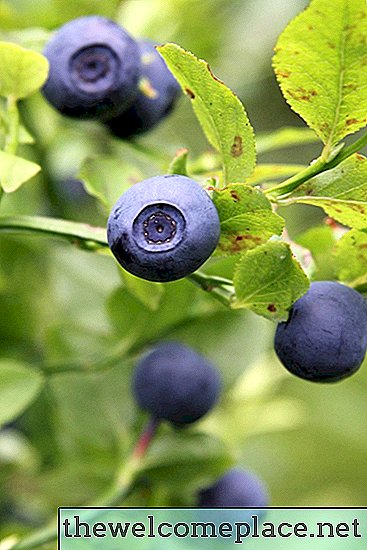 Er kaffegrut bra for blåbærplanter?