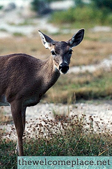 Czy jelenie szmaragdowe są odporne na jelenie?