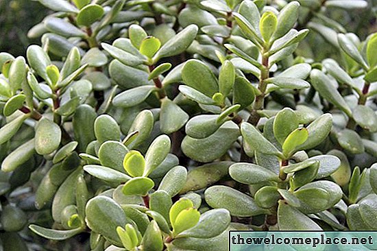 ¿Son venenosas las plantas de jade?