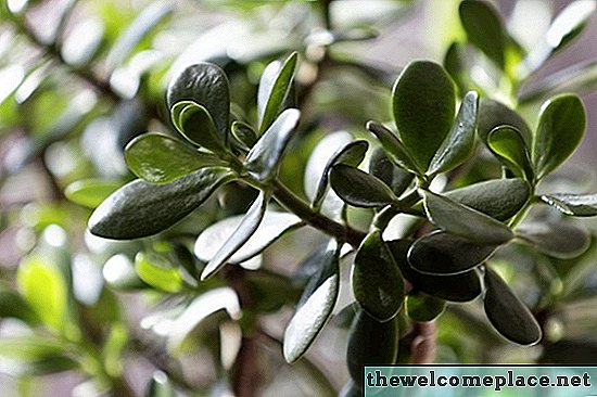 ¿Son las plantas de jade venenosas para los perros?