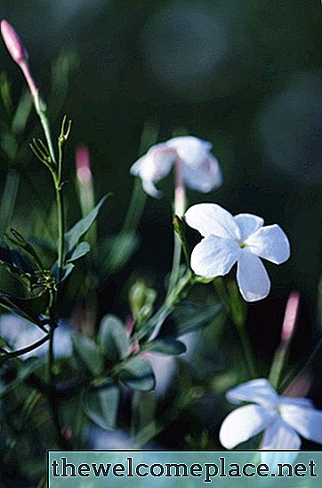 Les plantes de jasmin sont-elles toxiques pour les animaux?