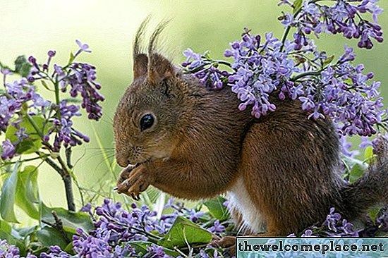 Os arbustos lilás são venenosos para os animais?