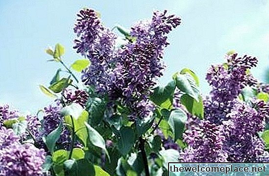 Lilacs e arbustos de borboleta são os mesmos?