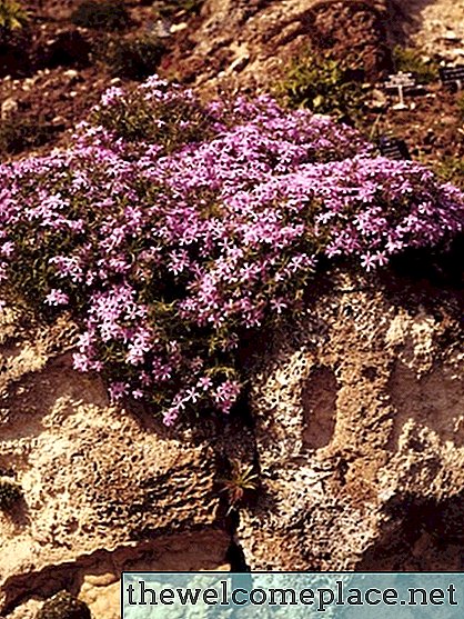 ดอกไม้ยืนต้นสีชมพูภูเขาเป็นอย่างไร