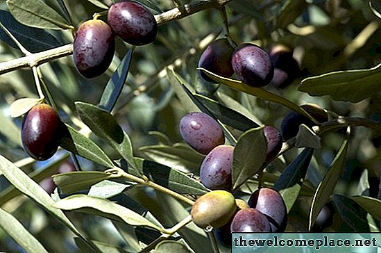 Оливковые деревья отравляют животных?