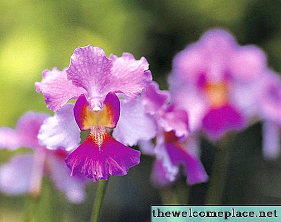 Ar orchidėjos yra nuodingos šunims ir katėms?