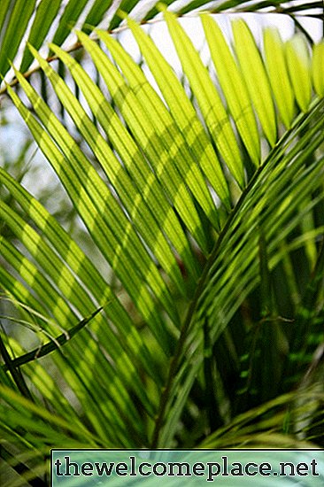 So semena palmovih dreves strupena?