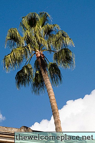 Er palmetræer monokotter?