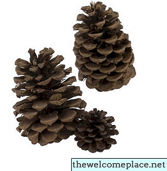 Les cônes de pin sont-ils bons pour le paillis?
