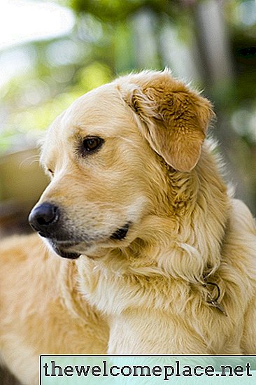 ¿Son las nueces de la palmera reina venenosas para los perros?