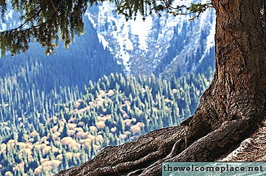 So korenine cedrovega drevesa globoke?