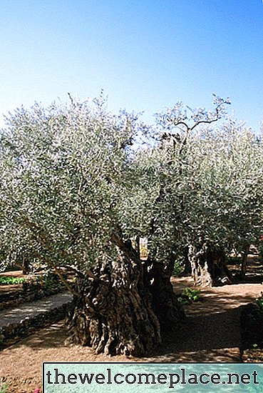 As raízes são um problema com as oliveiras?