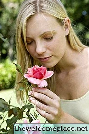 Le rose sono piante che amano l'acido?