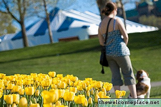 Hoa tulip có độc với chó không?