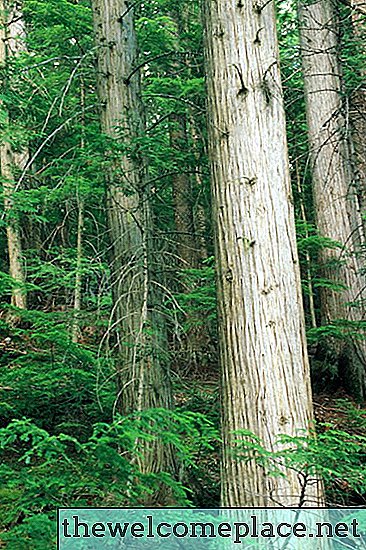 PH Rata-rata Tanah di Bawah Pohon Cedar