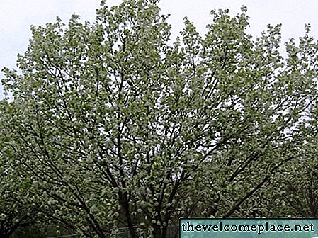 Informação da árvore de pera de Ayers