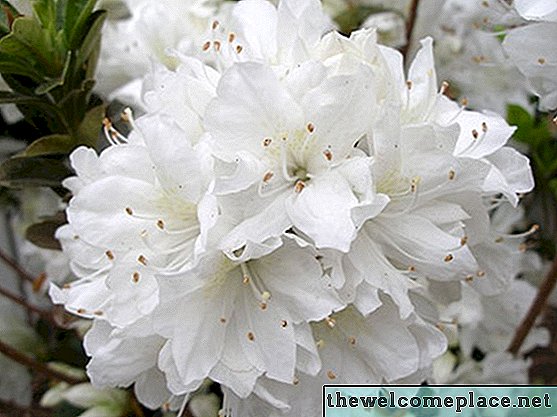 Azalea Cvetne barve
