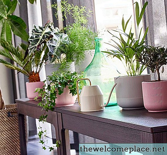 Cha mẹ thực vật xấu: Lựa chọn thực vật của IKEA sẽ giúp bạn xoay quanh