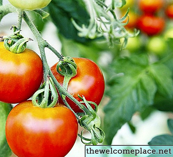Backpulverspray für Tomaten