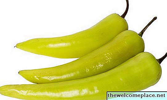 Banan Pepper Fakta