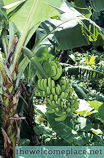 バナナの木とその用途