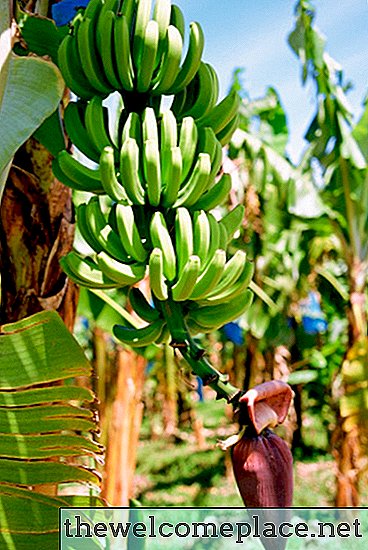 Banánfa tények
