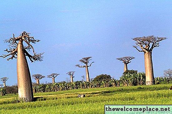 Baobabin puun tosiasiat