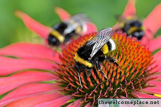 Bienenfreundliche Pflanzen und Landschaftsgestaltung