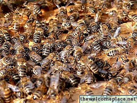 Bijen & verlichtingsarmaturen