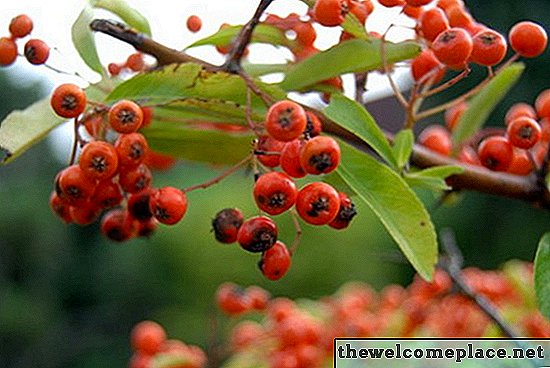 Identifikace keřů Berry Leaf