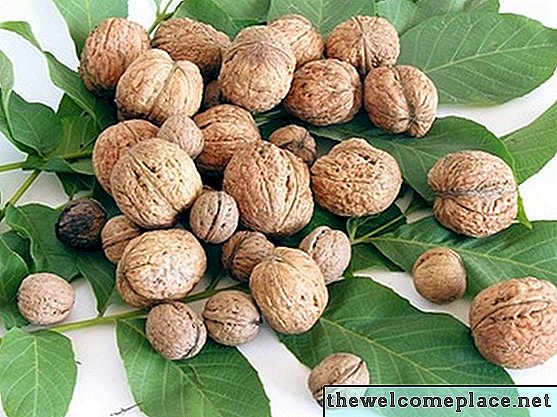 Pokok Buah-buahan & Nut Terbaik untuk Berkembang di Georgia