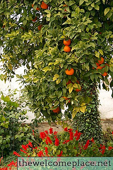 أفضل أشجار الفاكهة لتنمو في جنوب كاليفورنيا