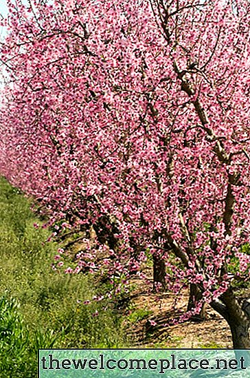 De beste perzikbomen voor Wisconsin