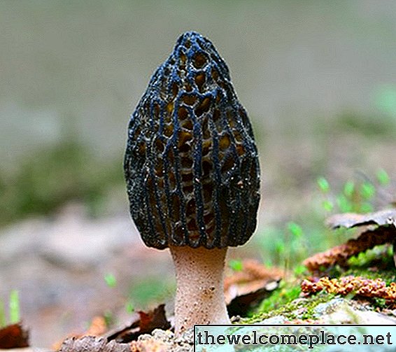 Os melhores lugares para encontrar cogumelos Morel crescendo na Virgínia Ocidental