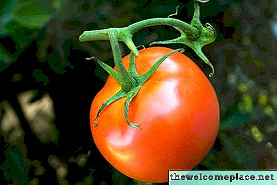 Die beste Tageszeit, um Tomaten zu pflanzen
