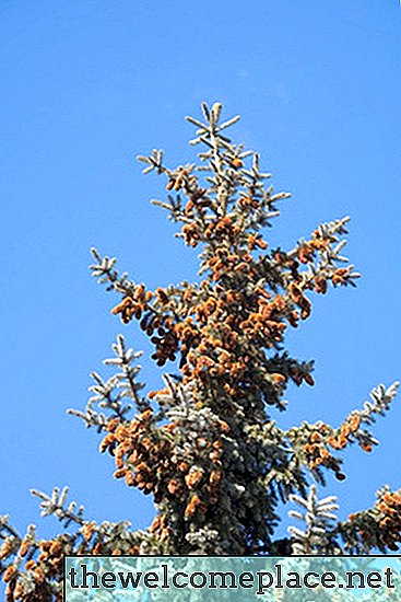 A melhor época para plantar árvores Spruce azuis do Colorado