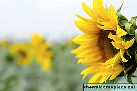 Die beste Zeit, Sonnenblumenkerne zu pflanzen