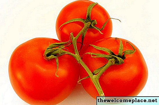 Die beste Zeit, Tomaten in Florida zu pflanzen