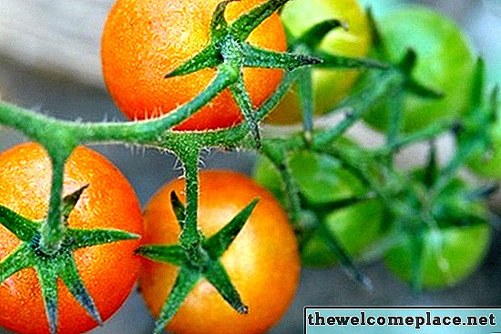 Le meilleur moment pour planter des tomates en Géorgie