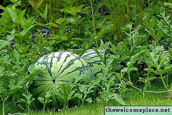 De beste tijd om watermeloenzaden te planten