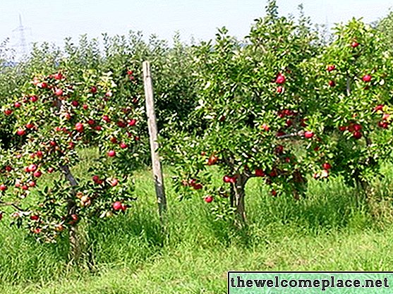 Waktu Terbaik untuk Memangkas Pohon Apel