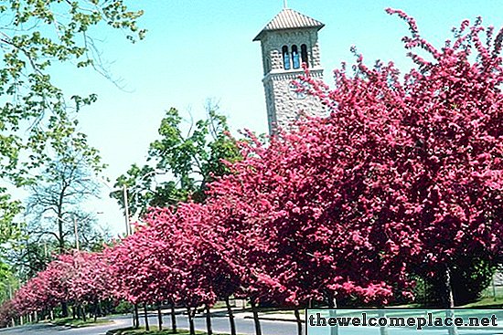 I migliori alberi per il rivestimento dei vialetti